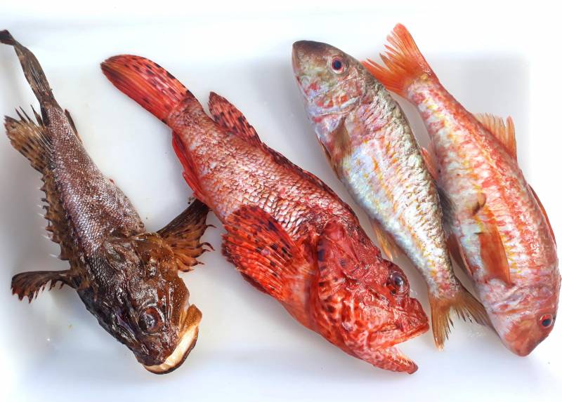 poissons locaux du port du niel au restaurant le poisson rouge à hyères