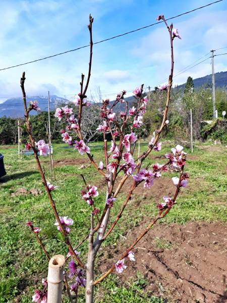 Amoureux de la terre et de produits sains, la famille Cordier étend ses compétences à la matière première : Bienvenue dans notre PERMACULTURE.