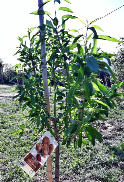 permaculture dans le var par le restaurant le poisson rouge sur hyeres