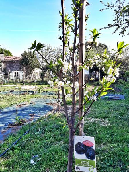 permaculture dans le var par le restaurant le poisson rouge sur hyeres