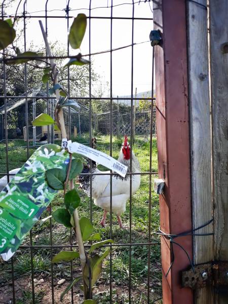 permaculture dans le var par le restaurant le poisson rouge sur hyeres