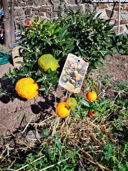 permaculture dans le var par le restaurant le poisson rouge sur hyeres