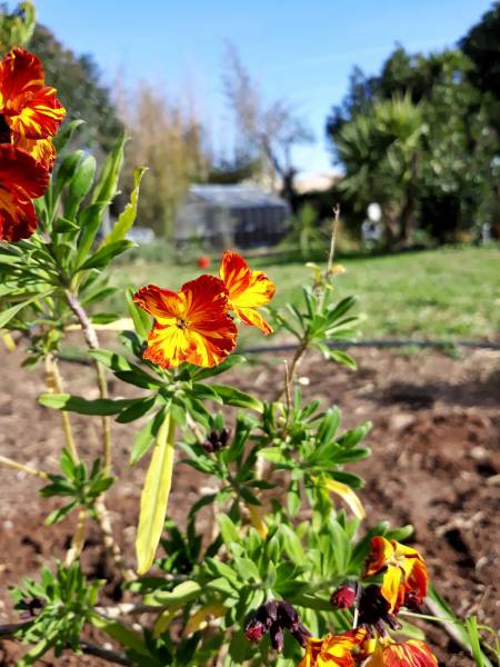 permaculture dans le var par le restaurant le poisson rouge sur hyeres
